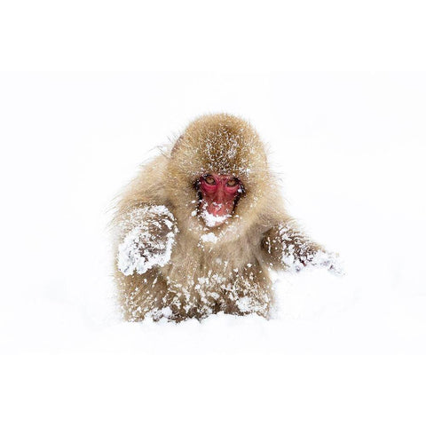 Japan-Nagano Black Modern Wood Framed Art Print with Double Matting by Goff, Ellen