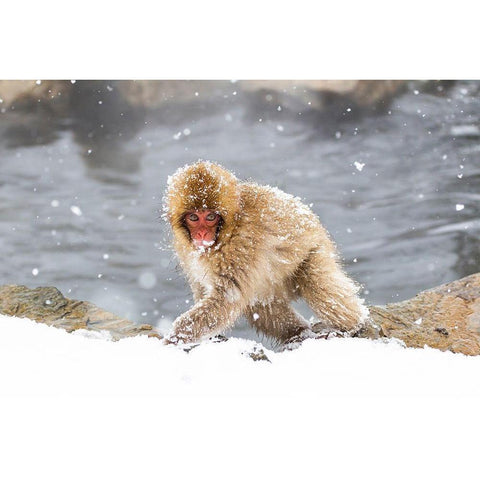 Japan-Nagano White Modern Wood Framed Art Print by Goff, Ellen