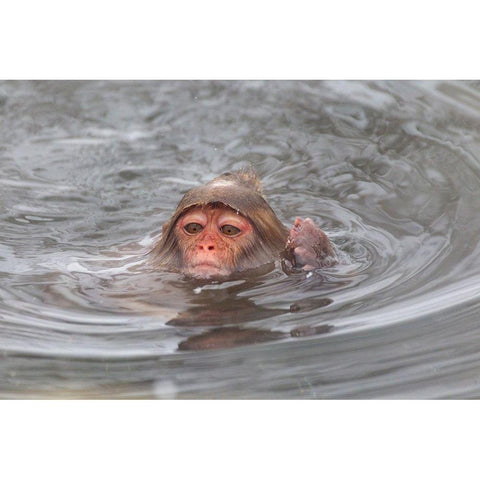 Japan-Nagano White Modern Wood Framed Art Print by Goff, Ellen