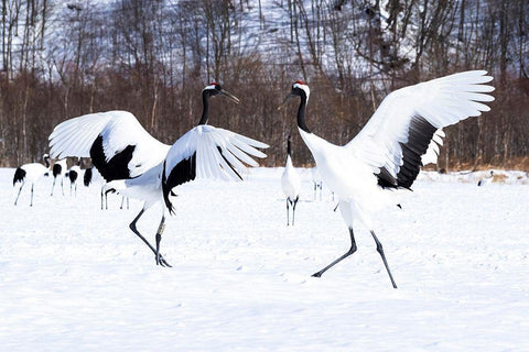 Japan-Hokkaido Two red-crowned cranes dance while the rest of the group looks on White Modern Wood Framed Art Print with Double Matting by Goff, Ellen