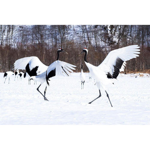 Japan-Hokkaido Two red-crowned cranes dance while the rest of the group looks on Black Modern Wood Framed Art Print with Double Matting by Goff, Ellen