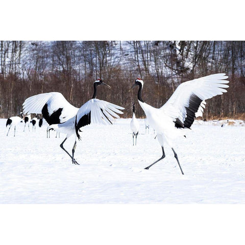 Japan-Hokkaido Two red-crowned cranes dance while the rest of the group looks on Black Modern Wood Framed Art Print by Goff, Ellen