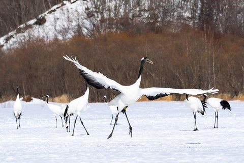 Japan-Hokkaido-Kushiro-Tsuri- A red-crowned crane dances while the rest of the group looks on Black Ornate Wood Framed Art Print with Double Matting by Goff, Ellen