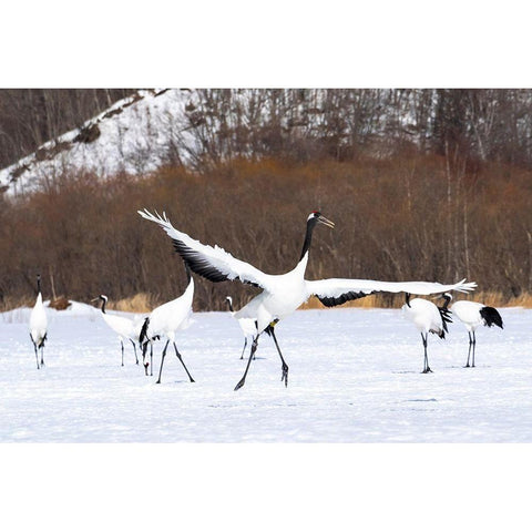 Japan-Hokkaido-Kushiro-Tsuri- A red-crowned crane dances while the rest of the group looks on Black Modern Wood Framed Art Print with Double Matting by Goff, Ellen