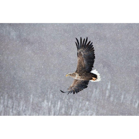Japan-Hokkaido-Kushiro Portrait of a white-tailed eagle in flight during a snow squall White Modern Wood Framed Art Print by Goff, Ellen