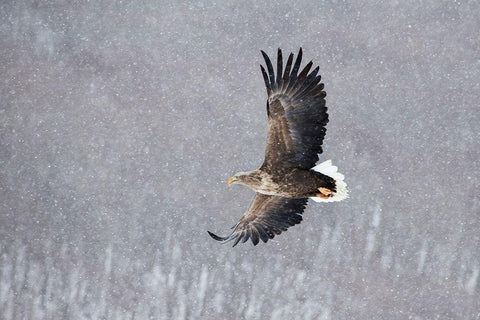 Japan-Hokkaido-Kushiro Portrait of a white-tailed eagle in flight during a snow squall Black Ornate Wood Framed Art Print with Double Matting by Goff, Ellen