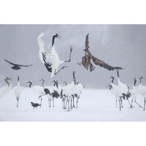 Japan-Hokkaido-Kushiro white-tailed eagle attempts to land among a group White Modern Wood Framed Art Print by Goff, Ellen