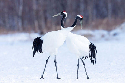 Japan-Hokkaido-Kushiro  Black Ornate Wood Framed Art Print with Double Matting by Goff, Ellen