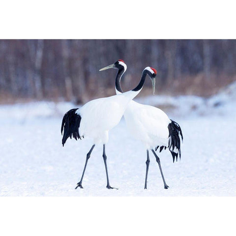 Japan-Hokkaido-Kushiro  Black Modern Wood Framed Art Print with Double Matting by Goff, Ellen