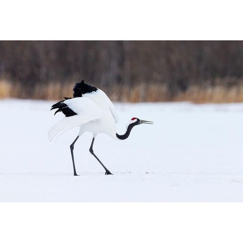 Japan-Hokkaido-Kushiro White Modern Wood Framed Art Print by Goff, Ellen