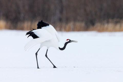 Japan-Hokkaido-Kushiro White Modern Wood Framed Art Print with Double Matting by Goff, Ellen