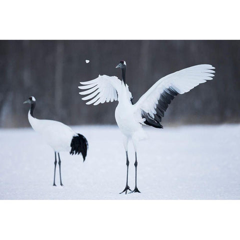 A red-crowned crane throws a chunk of snow in the air as part of its courtship dance White Modern Wood Framed Art Print by Goff, Ellen