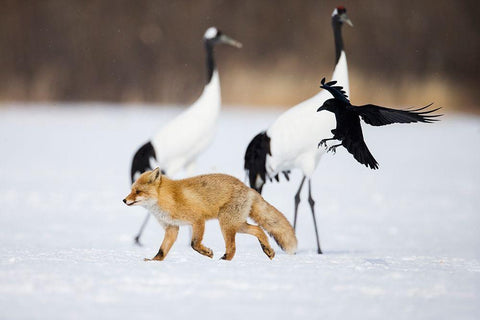 Japan-Hokkaido-Kushiro A carrion crow chases away a red fox Black Ornate Wood Framed Art Print with Double Matting by Goff, Ellen
