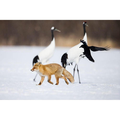 Japan-Hokkaido-Kushiro A carrion crow chases away a red fox White Modern Wood Framed Art Print by Goff, Ellen