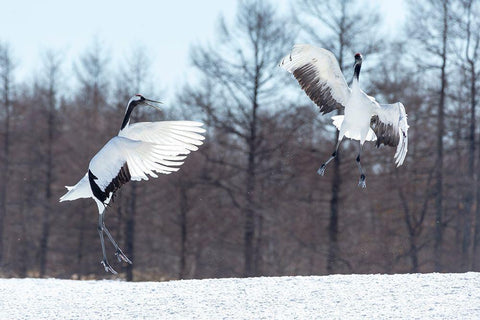 Japan-Hokkaido-Tsuri-Ito-Tancho Sanctuary Two red-crowned cranes jump high in the air Black Ornate Wood Framed Art Print with Double Matting by Goff, Ellen