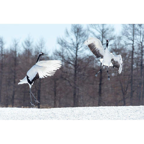 Japan-Hokkaido-Tsuri-Ito-Tancho Sanctuary Two red-crowned cranes jump high in the air Black Modern Wood Framed Art Print by Goff, Ellen