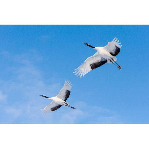 Japan-Hokkaido-Kushiro Two red-crowned cranes fly into the crane center Black Modern Wood Framed Art Print by Goff, Ellen