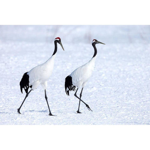 Japan-Hokkaido-Kushiro Two red-crowned cranes begin a courtship dance Gold Ornate Wood Framed Art Print with Double Matting by Goff, Ellen