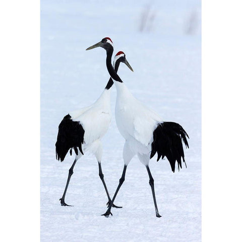 Japan-Hokkaido-Kushiro Two red-crowned cranes begin a courtship dance Black Modern Wood Framed Art Print by Goff, Ellen
