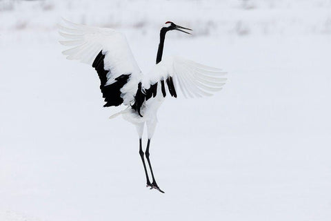 Japan-Hokkaido-Kushiro A red-crowned crane assumes elegant positions during its courtship dance White Modern Wood Framed Art Print with Double Matting by Goff, Ellen