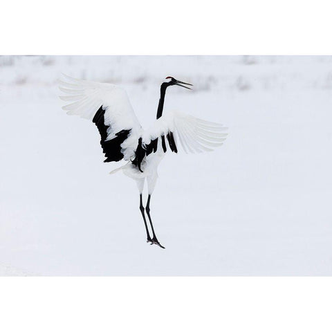 Japan-Hokkaido-Kushiro A red-crowned crane assumes elegant positions during its courtship dance Black Modern Wood Framed Art Print by Goff, Ellen