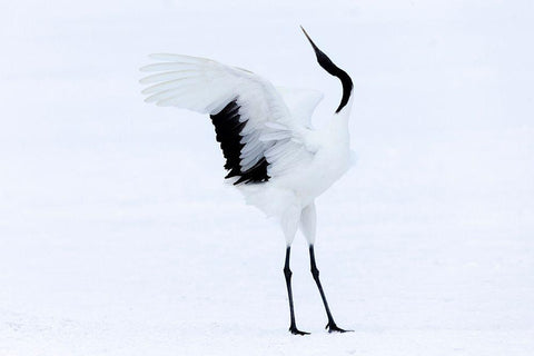 Japan-Hokkaido-Kushiro A red-crowned crane assumes elegant positions during its courtship dance Black Ornate Wood Framed Art Print with Double Matting by Goff, Ellen