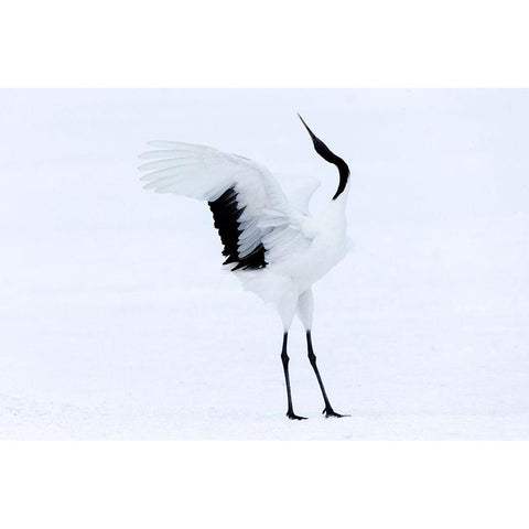 Japan-Hokkaido-Kushiro A red-crowned crane assumes elegant positions during its courtship dance Black Modern Wood Framed Art Print by Goff, Ellen