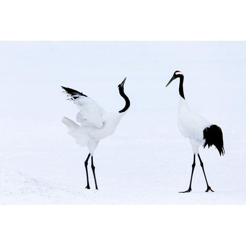 Japan-Hokkaido-Kushiro Two red-crowned cranes begin a courtship dance Black Modern Wood Framed Art Print by Goff, Ellen