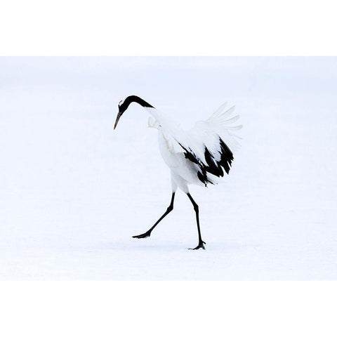 Japan-Hokkaido-Kushiro A red-crowned crane assumes elegant positions during its courtship dance White Modern Wood Framed Art Print by Goff, Ellen