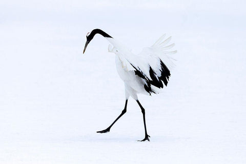 Japan-Hokkaido-Kushiro A red-crowned crane assumes elegant positions during its courtship dance Black Ornate Wood Framed Art Print with Double Matting by Goff, Ellen