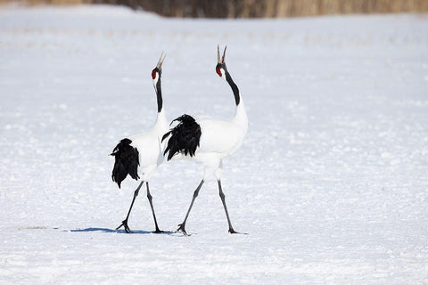 Japan-Hokkaido-Kushiro Two adult red-crowned cranes walk together while vocalizing White Modern Wood Framed Art Print with Double Matting by Goff, Ellen