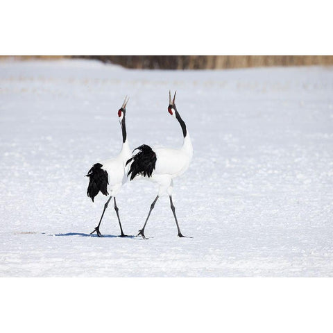 Japan-Hokkaido-Kushiro Two adult red-crowned cranes walk together while vocalizing Black Modern Wood Framed Art Print by Goff, Ellen
