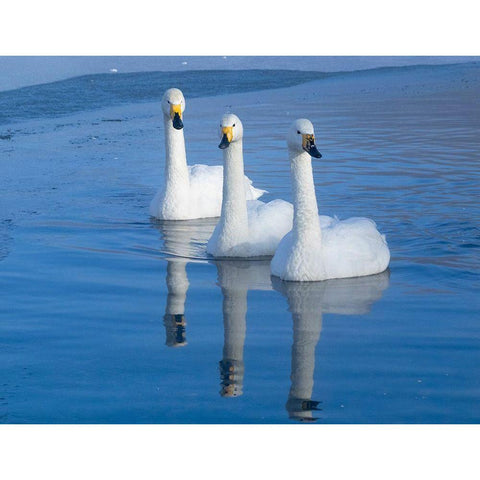 Japan-Hokkaido Three whooper swans swim in the warm thermal edge of the frozen lake Black Modern Wood Framed Art Print with Double Matting by Goff, Ellen