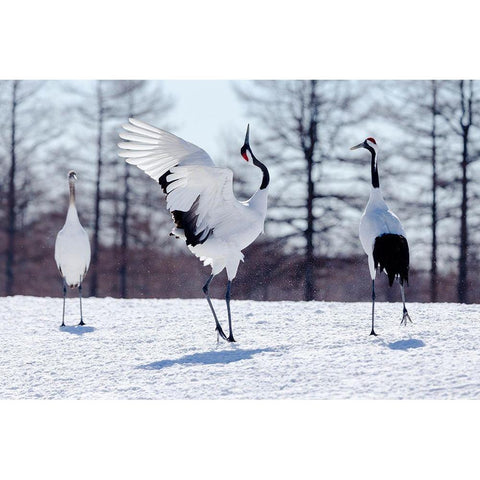 Japan-Hokkaido-Kushiro Two red-crowned cranes practice their courtship dance Black Modern Wood Framed Art Print by Goff, Ellen