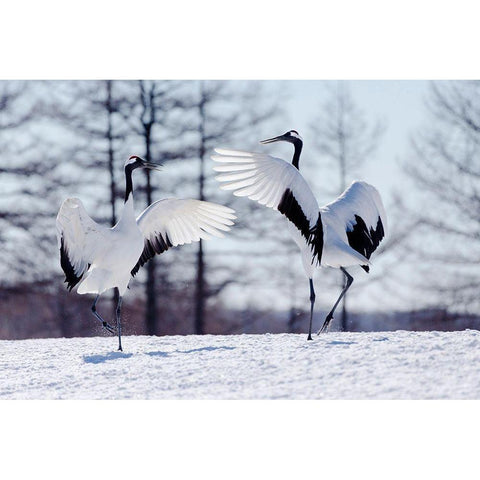 Japan-Hokkaido-Kushiro Two red-crowned cranes practice their courtship dance Black Modern Wood Framed Art Print by Goff, Ellen