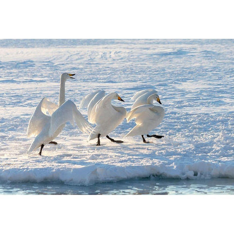 Japan-Hokkaido A group of three whooper swans parade along the edge of the ice Black Modern Wood Framed Art Print by Goff, Ellen