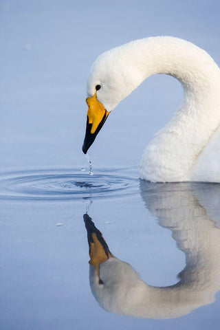 Japan-Hokkaido A whooper swan drips water from its bill after drinking Black Ornate Wood Framed Art Print with Double Matting by Goff, Ellen