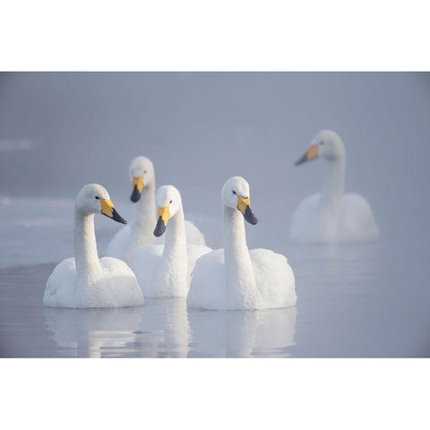 Japan-Hokkaido A group of whooper swans float on the misty water Black Modern Wood Framed Art Print with Double Matting by Goff, Ellen