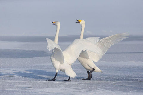 Japan-Hokkaido A pair of whooper swans celebrate loudly with each other after landing on the ice Black Ornate Wood Framed Art Print with Double Matting by Goff, Ellen