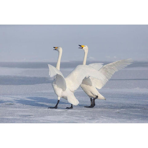 Japan-Hokkaido A pair of whooper swans celebrate loudly with each other after landing on the ice Black Modern Wood Framed Art Print by Goff, Ellen