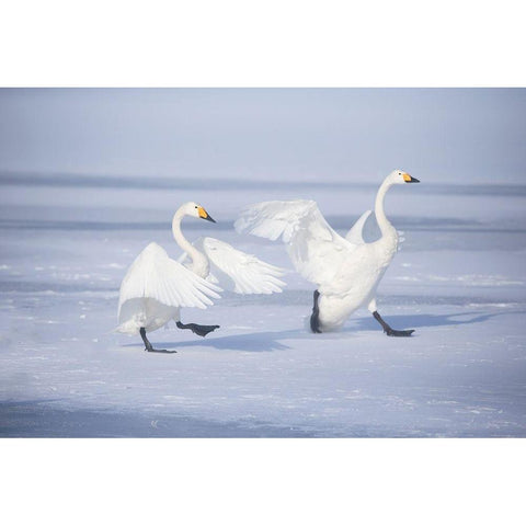 Japan-Hokkaido A pair of whooper swans celebrate loudly with each other after landing on the ice Black Modern Wood Framed Art Print by Goff, Ellen