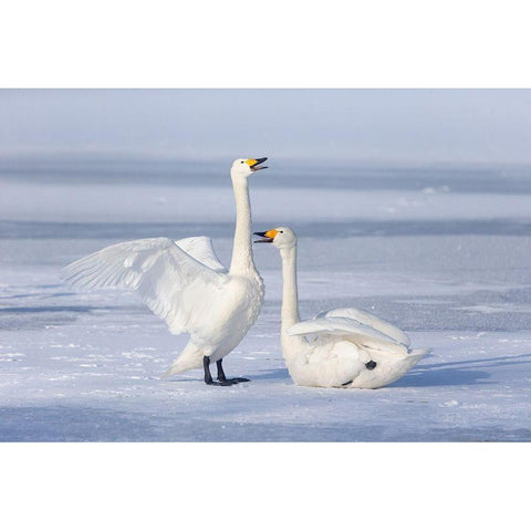 Japan-Hokkaido A pair of whooper swans celebrate loudly with each other after landing on the ice Black Modern Wood Framed Art Print with Double Matting by Goff, Ellen