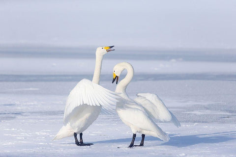 Japan-Hokkaido A pair of whooper swans celebrate loudly with each other after landing on the ice Black Ornate Wood Framed Art Print with Double Matting by Goff, Ellen