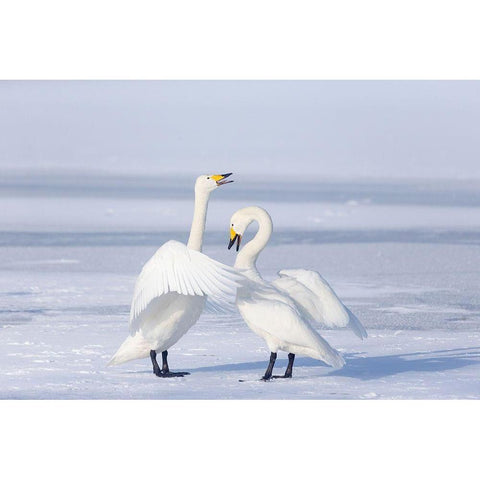 Japan-Hokkaido A pair of whooper swans celebrate loudly with each other after landing on the ice Gold Ornate Wood Framed Art Print with Double Matting by Goff, Ellen