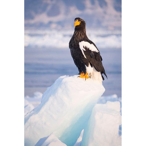 Japan-Hokkaido-Rausu-Stellers sea eagle Portrait of a Stellers sea eagle on a snow perch Black Modern Wood Framed Art Print by Goff, Ellen