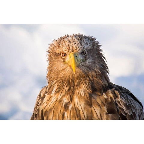 Japan-Hokkaido-Rausu-white-tailed eagle-Haliaeetus albicilla Headshot of a white-tailed eagle Gold Ornate Wood Framed Art Print with Double Matting by Goff, Ellen