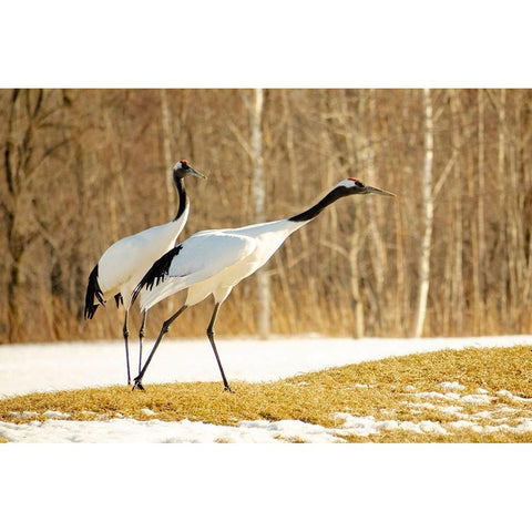 Japan-Hokkaido-Kushiro An adult red-crowned crane prepares to take flight Black Modern Wood Framed Art Print by Goff, Ellen