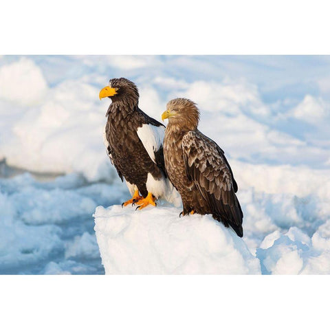 Japan-Hokkaido-Rausu Portrait of a Stellers sea eagle nest to a white-tailed eagle White Modern Wood Framed Art Print by Goff, Ellen
