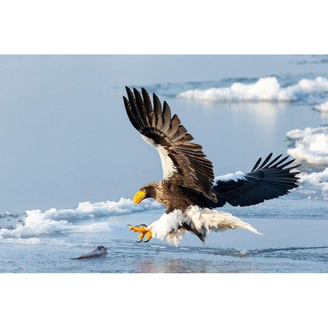 Japan-Hokkaido-Rausu A Stellers sea eagle swoops down with talons outstretched Black Modern Wood Framed Art Print with Double Matting by Goff, Ellen