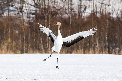 Japan-Hokkaido-Kushiro An immature red-crowned crane spreads its wings in its dance practice White Modern Wood Framed Art Print with Double Matting by Goff, Ellen